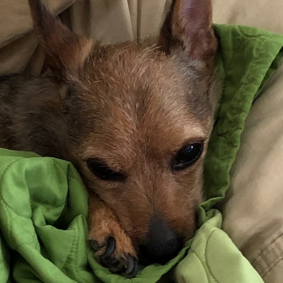 Meet your Posher, Posh - Picture 1 of 1